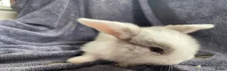 Mini Lop rabbits for sale: Mini lops ready to reserve  - Advert 20