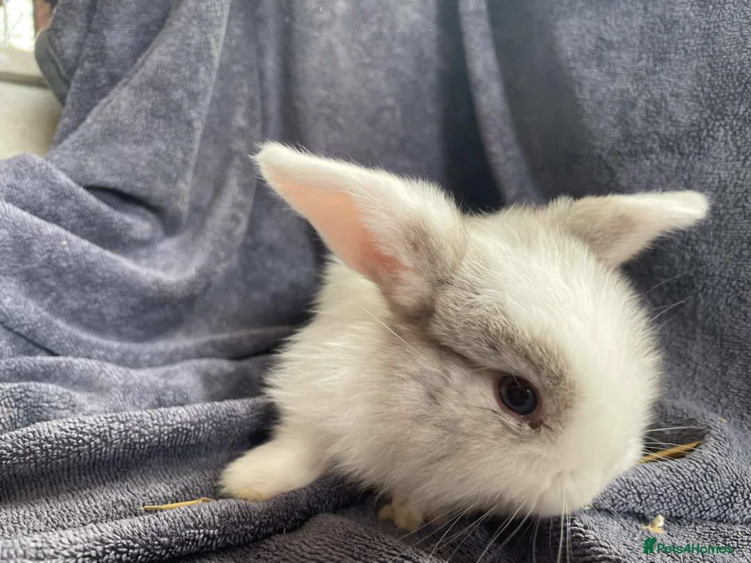 Mini Lop rabbits for sale: Mini lops ready to reserve  - Advert 20