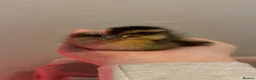 Ducks poultry for sale: Indian x pekin  - Advert 3