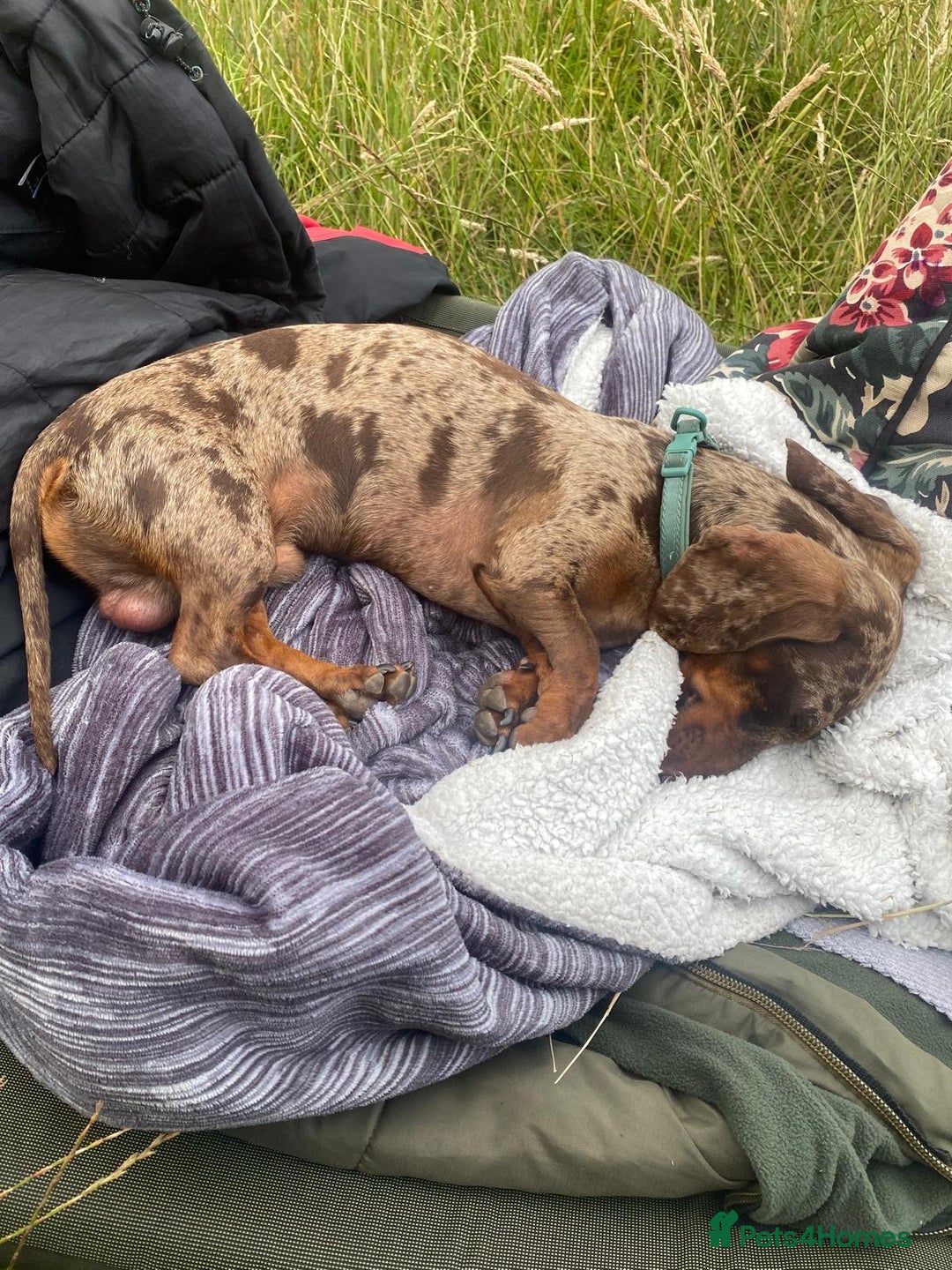 Miniature Dachshund dogs for sale: Miniature Dachshund male - Advert 4