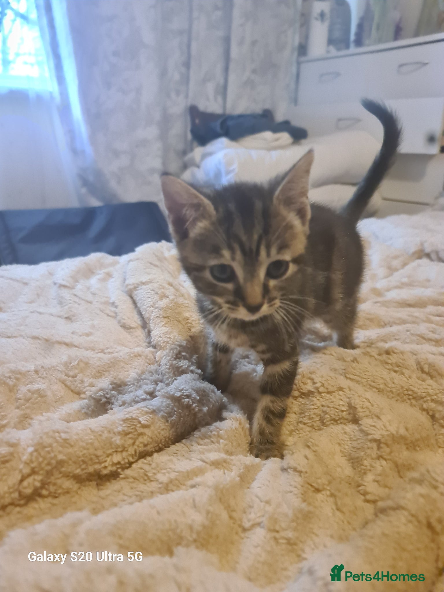 Mixed Breed cats British shorthair  - Advert 3