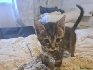 Mixed Breed cats British shorthair - Advert 3