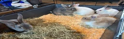 Mixed Breed rabbits for sale: Lion head x lops ready now  - Advert 9