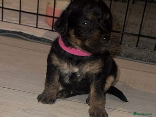 Mixed Breed dogs Patterpoos - Advert 2