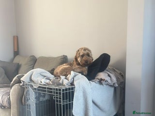 Cockapoo dogs - Advert 19