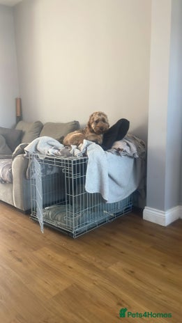 Cockapoo dogs - Advert 13