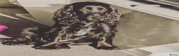 Mixed Breed dogs for sale: Boxwiller cockerspaniel mix  - Advert 3