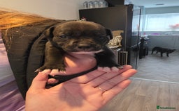 Staffordshire Bull Terrier dogs for sale: STAFFORDSHIRE BULL TERRIOR PUPPIES - Image 22