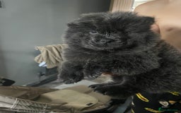 Chow Chow dogs for sale: Chow chow pups - Image 5
