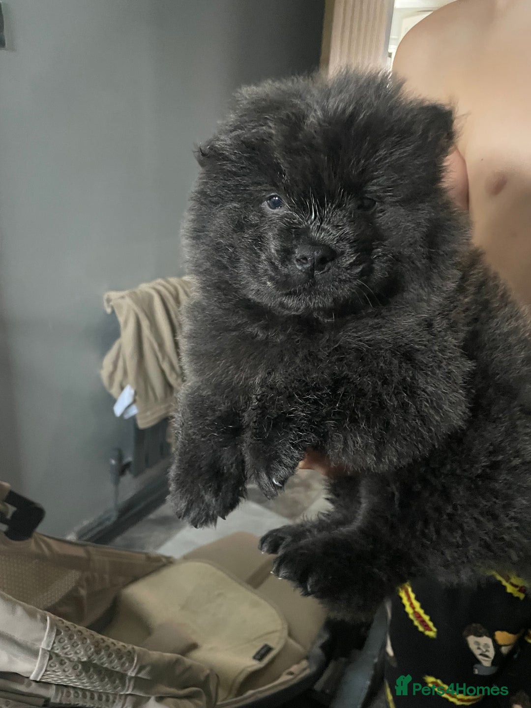 Chow Chow dogs for sale: Chow chow pups - Image 5