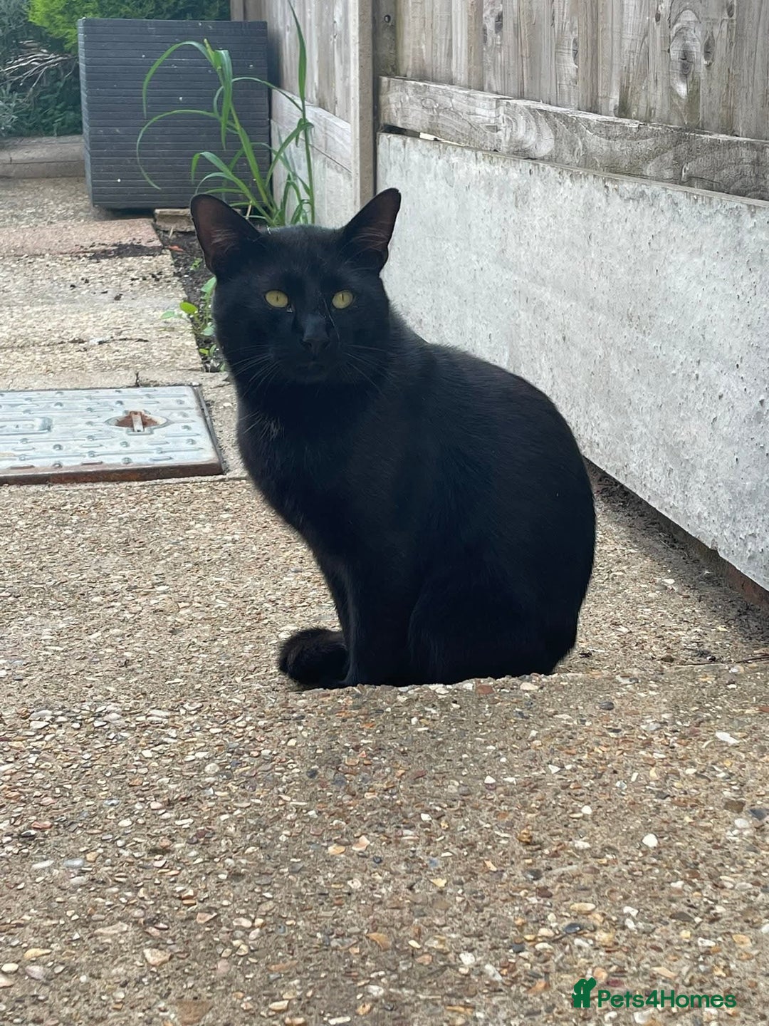 Bombay cats for sale: 2 boy brothers, beautiful and loved. Twins - Image 2