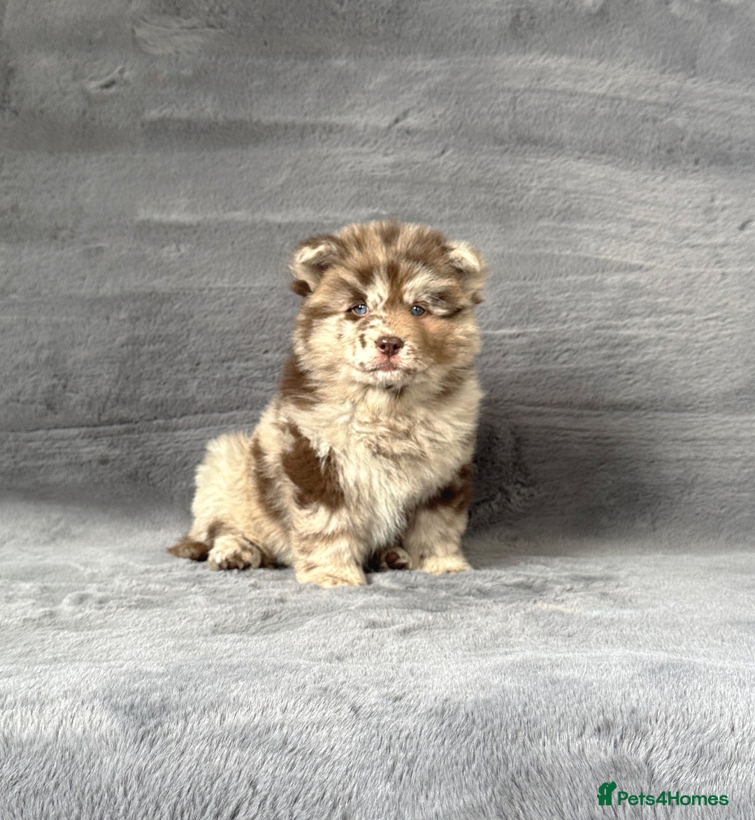 Siberian Husky dogs for sale: Stunning exotic colour chowsky puppies for sale - Image 14