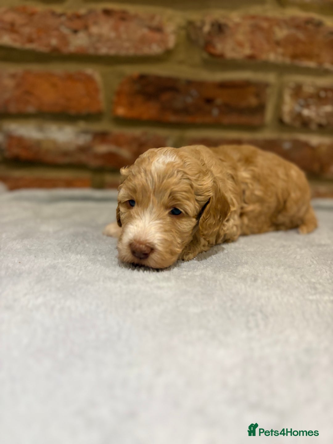 Cockapoo dogs for sale: F1b cockapoo puppies - Advert 13