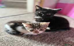Mixed Breed cats for sale: Beautiful kittens ready for new home  - Image 16