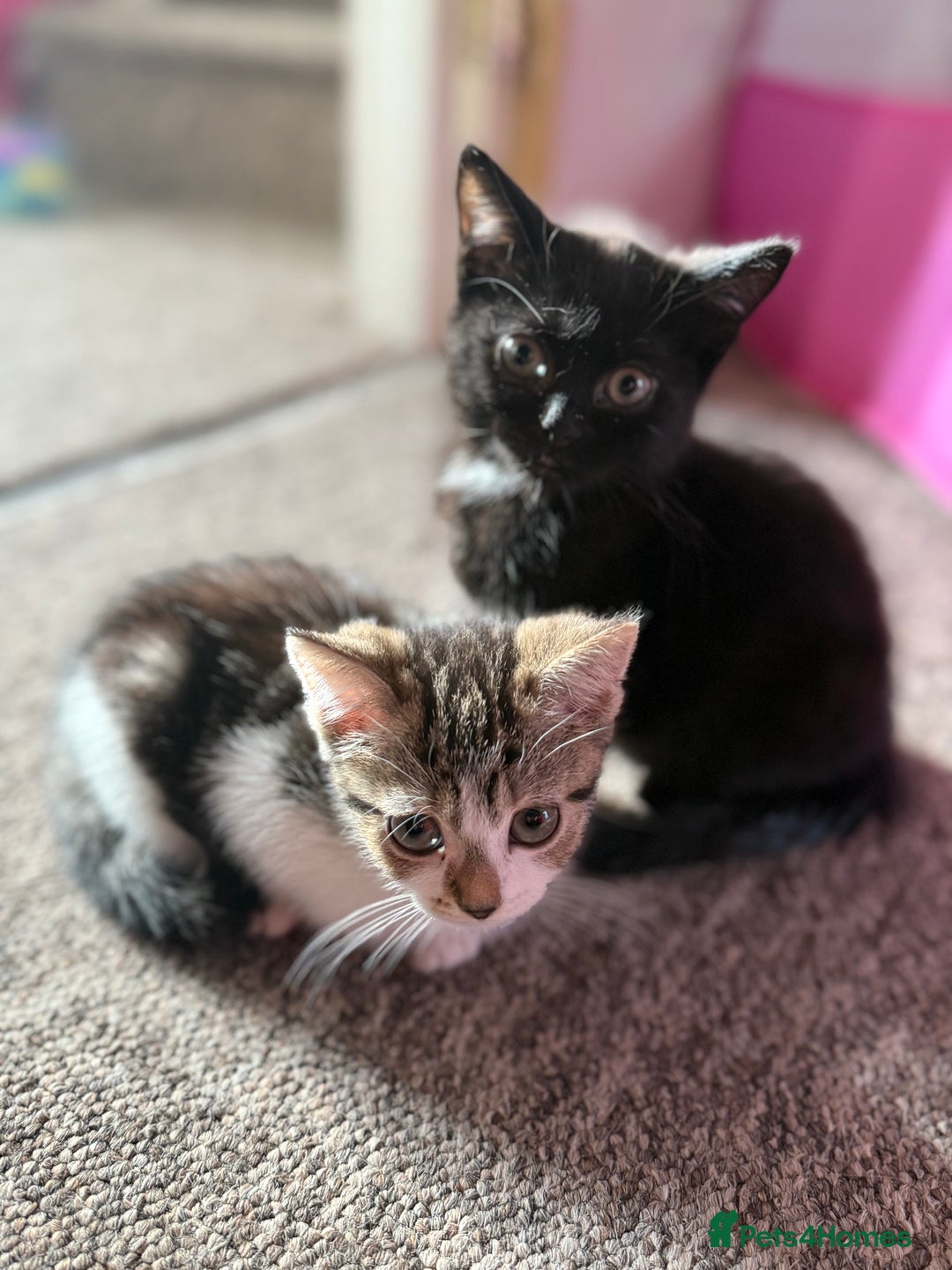 Mixed Breed cats for sale: Beautiful kittens ready for new home  - Image 16