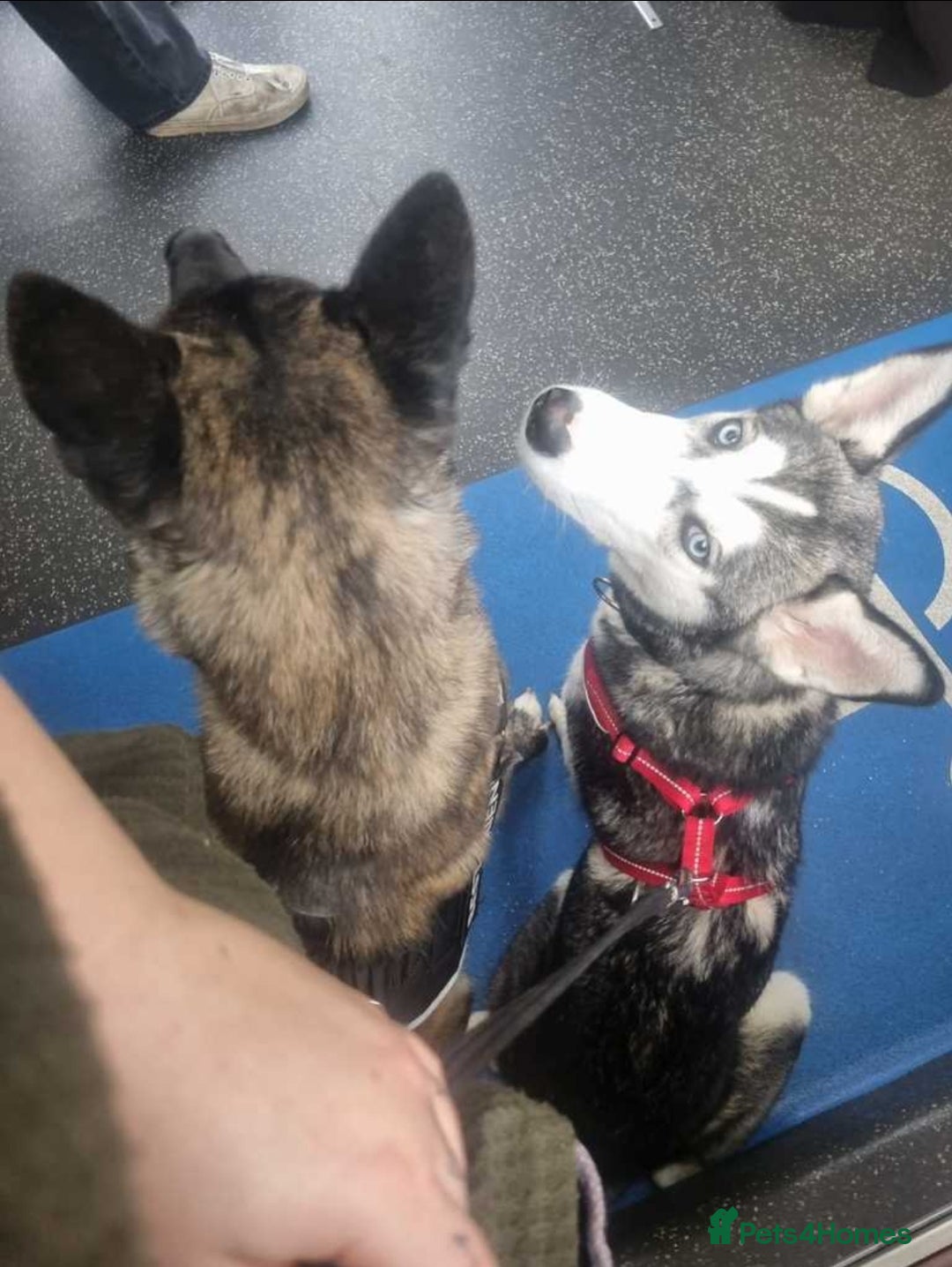 Siberian Husky dogs for sale: Can you give Dutchess the home she deserves? - Image 3