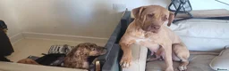 Mixed Breed dogs for sale: Ready to leave  in London - Advert 12