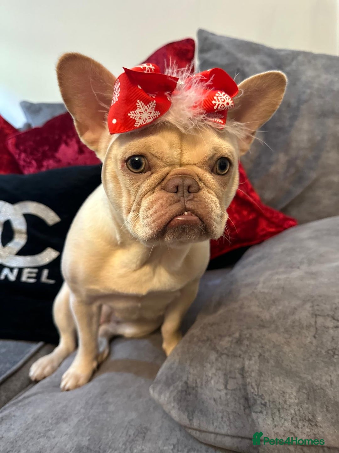 French Bulldog dogs for sale: 1 year old female platinum frenchie.  - Advert 11