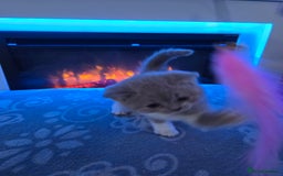 British Shorthair cats for sale: Full pedigree, British short hairs ready now. - Image 22