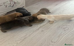 Mixed Breed dogs for sale: Schweenie pups  - Image 4