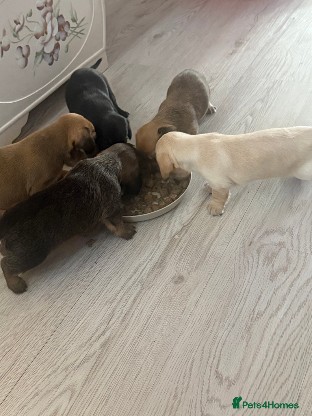 Mixed Breed dogs for sale: Schweenie pups  - Image 4