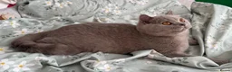 British Shorthair cats for sale: 🏆GCCF Registered BSH Active Lilac Girl🏆 - Advert 8