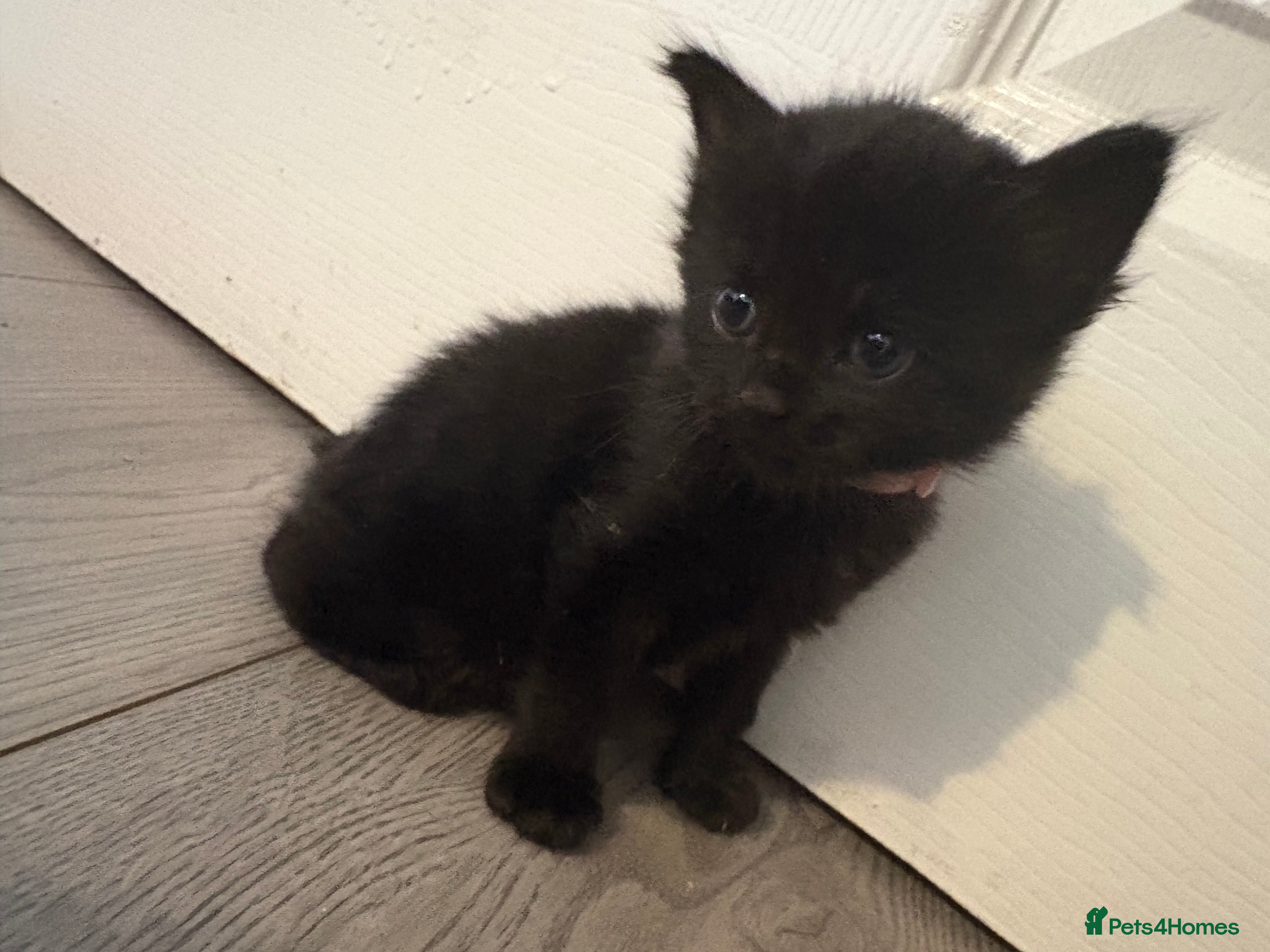 Mixed Breed cats 5 beautiful black fluffy kittens for sale  - Advert 2
