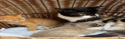Mixed Breed cats for sale: Calico kittens  - Advert 8