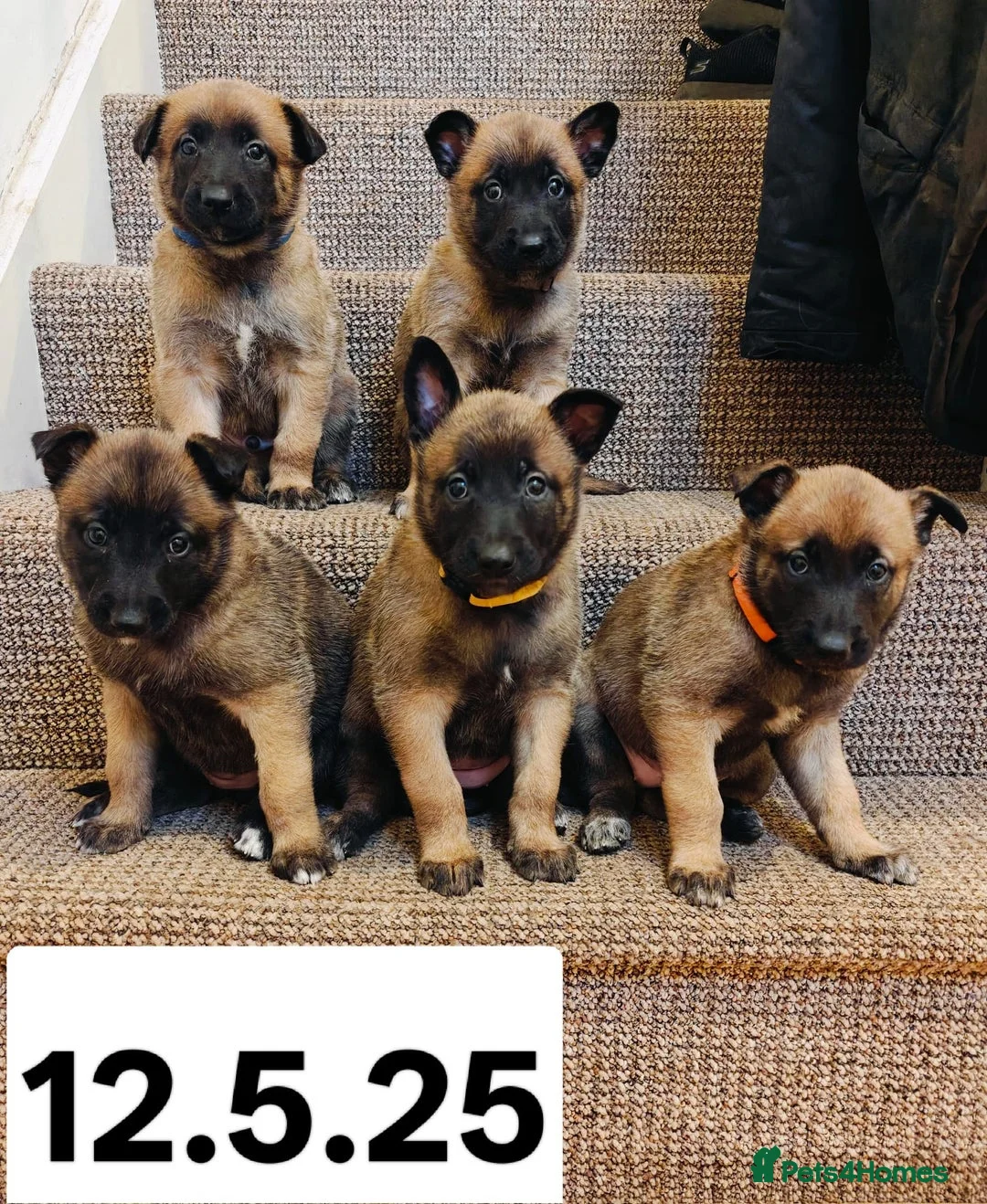 Belgian Shepherd Dog dogs for stud: Fully health tested, proven, KC reg Malinois stud in Treorchy - Advert 17