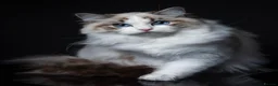 Ragdoll cats for sale: TICA Reg Ragdoll Kittens from Show-Winning Lines - Advert 16
