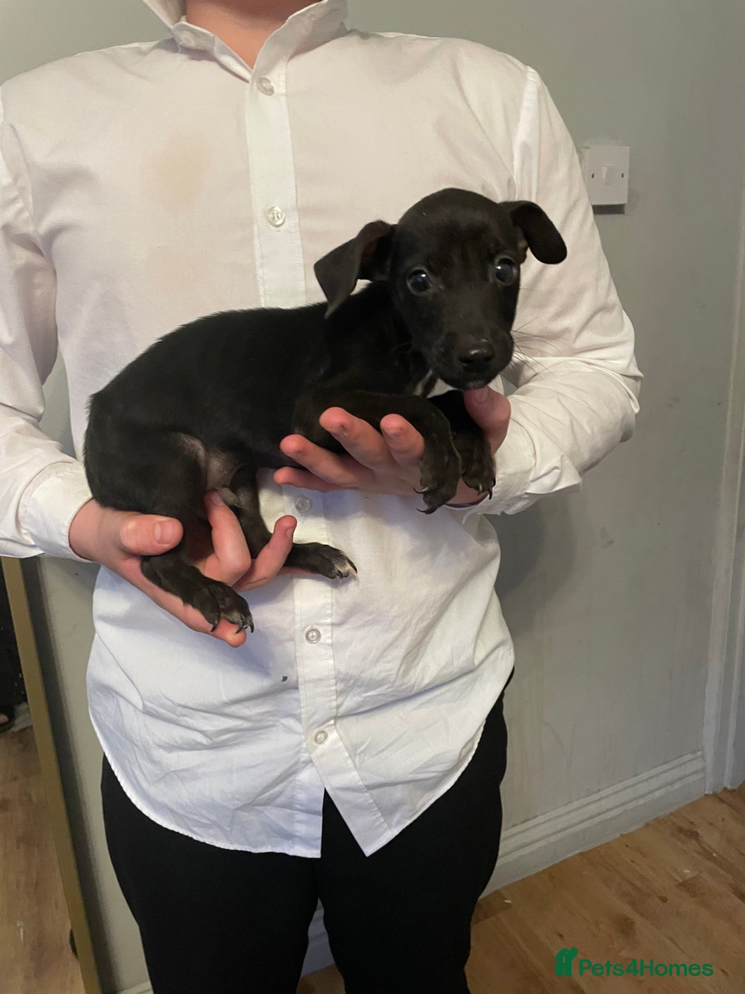 Jack Russell dogs for sale: Jack Russel puppy’s Ready to leave  - Advert 9