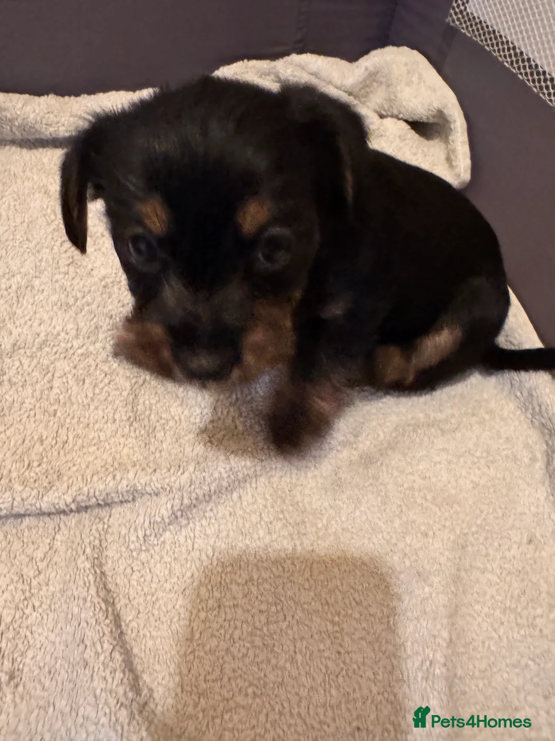 Mixed Breed dogs for sale: Yorkshire terierr x jack russel lovely puppies 🐶  - Advert 2
