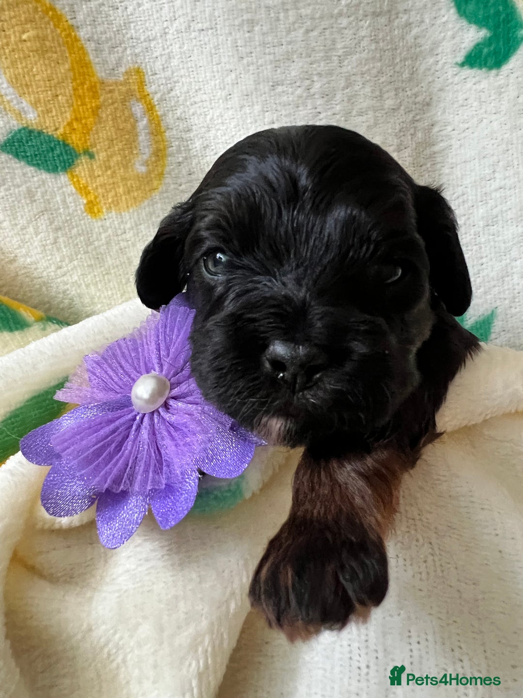 Cavapoo dogs for sale: Cavapoos born to EXTENSIVELY HEALTH TESTED PARENTS - Image 5