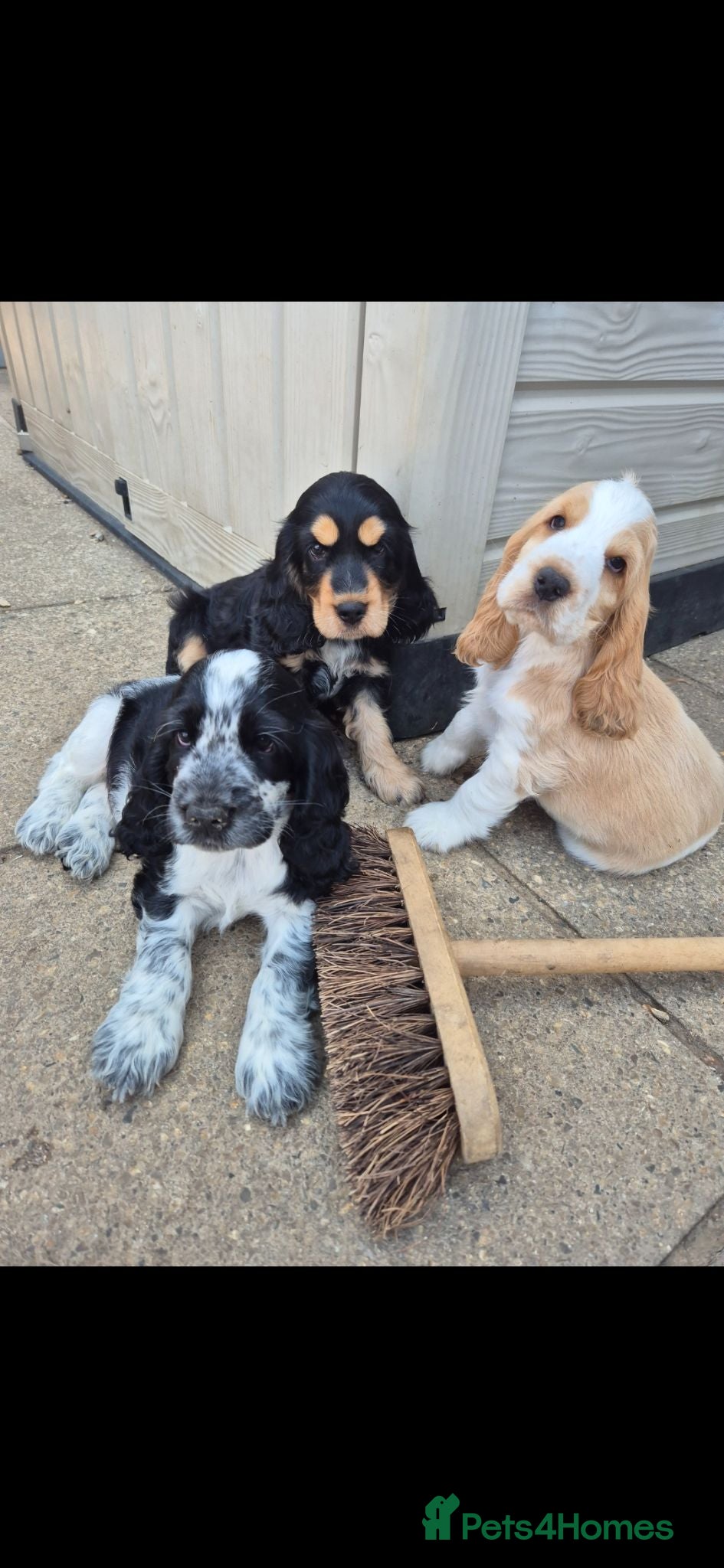 Cocker Spaniel dogs Outstanding Cocker Spaniel puppies READY NOW - Advert 4