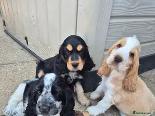 Cocker Spaniel dogs Outstanding Cocker Spaniel puppies READY NOW - Advert 4