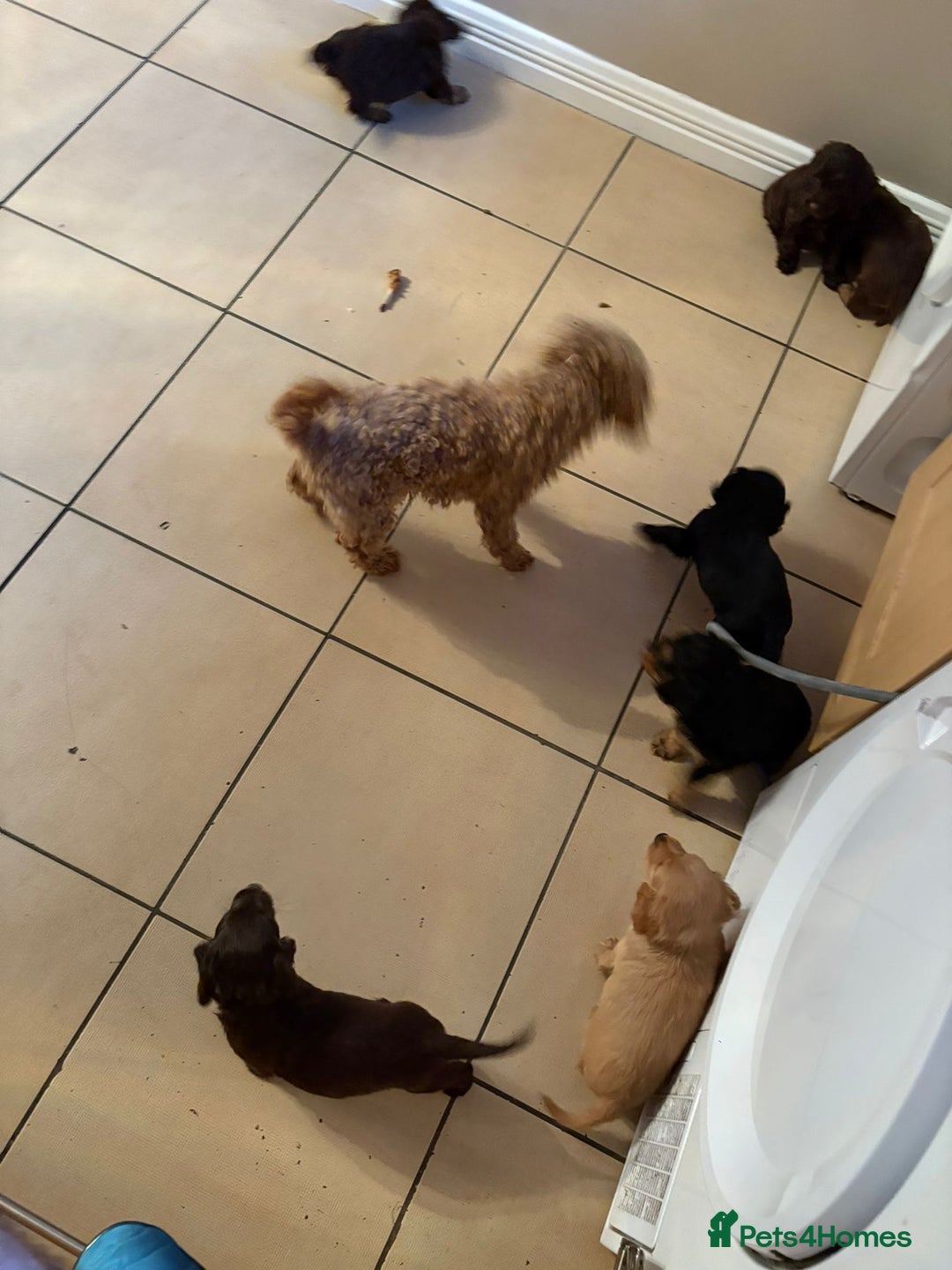 Cavapoo dogs for sale: STUNNING CAVAPOO PUPPIES  - Image 4
