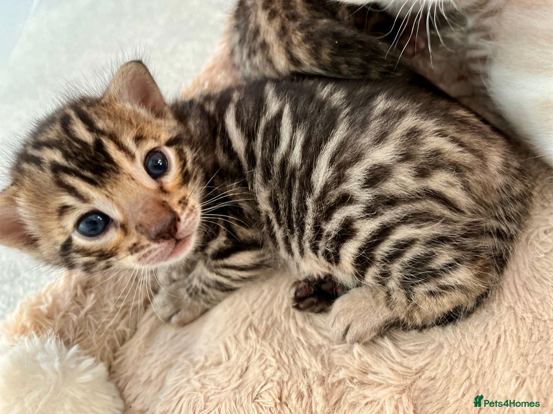 Bengal cats for sale: 2 Brown 2 Snow Lynx Bengals - Image 5