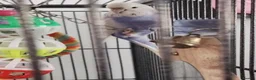 Budgerigars birds for sale: Beautiful talkative violet budgie  in Crook - Advert 3
