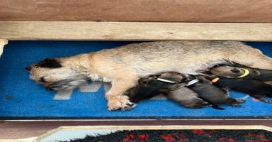 Border Terrier dogs - Advert 13