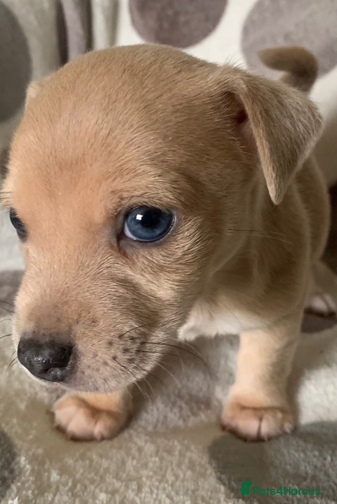 Jack Russell dogs for sale: Exceptional litter of male & female Jack RussellS - Advert 34