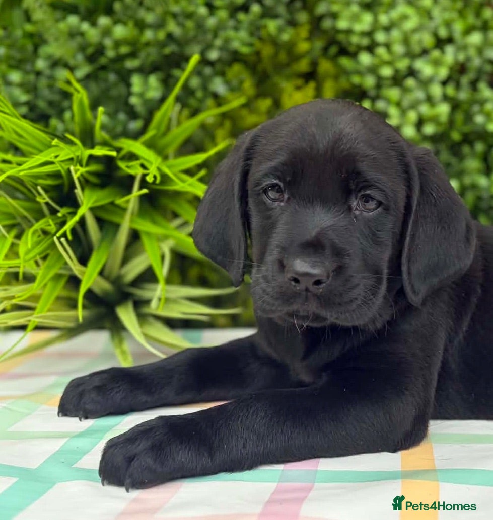 Labrador Retriever dogs BLACK LAB PUPS 270 CLEAR DNA - READY NOW  - Advert 2