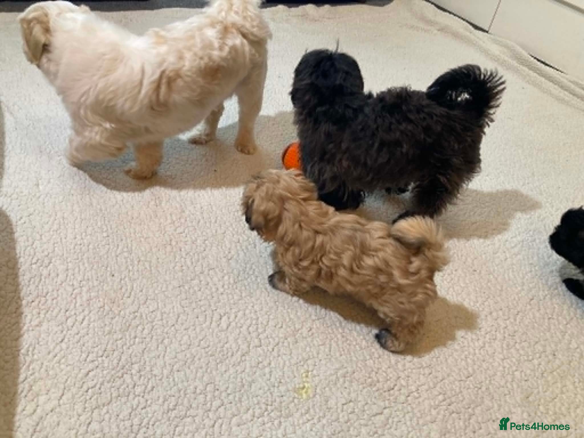 Shih Tzu dogs Outstanding Shih Tzu Puppies - Advert 2