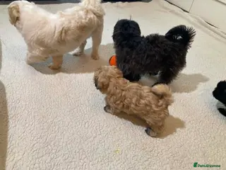 Shih Tzu dogs Outstanding Shih Tzu Puppies - Advert 2