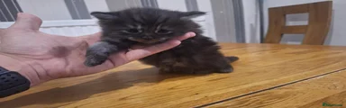 Mixed Breed 3