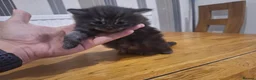 Mixed Breed cats for sale: 4 Tabby kittens - Advert 7