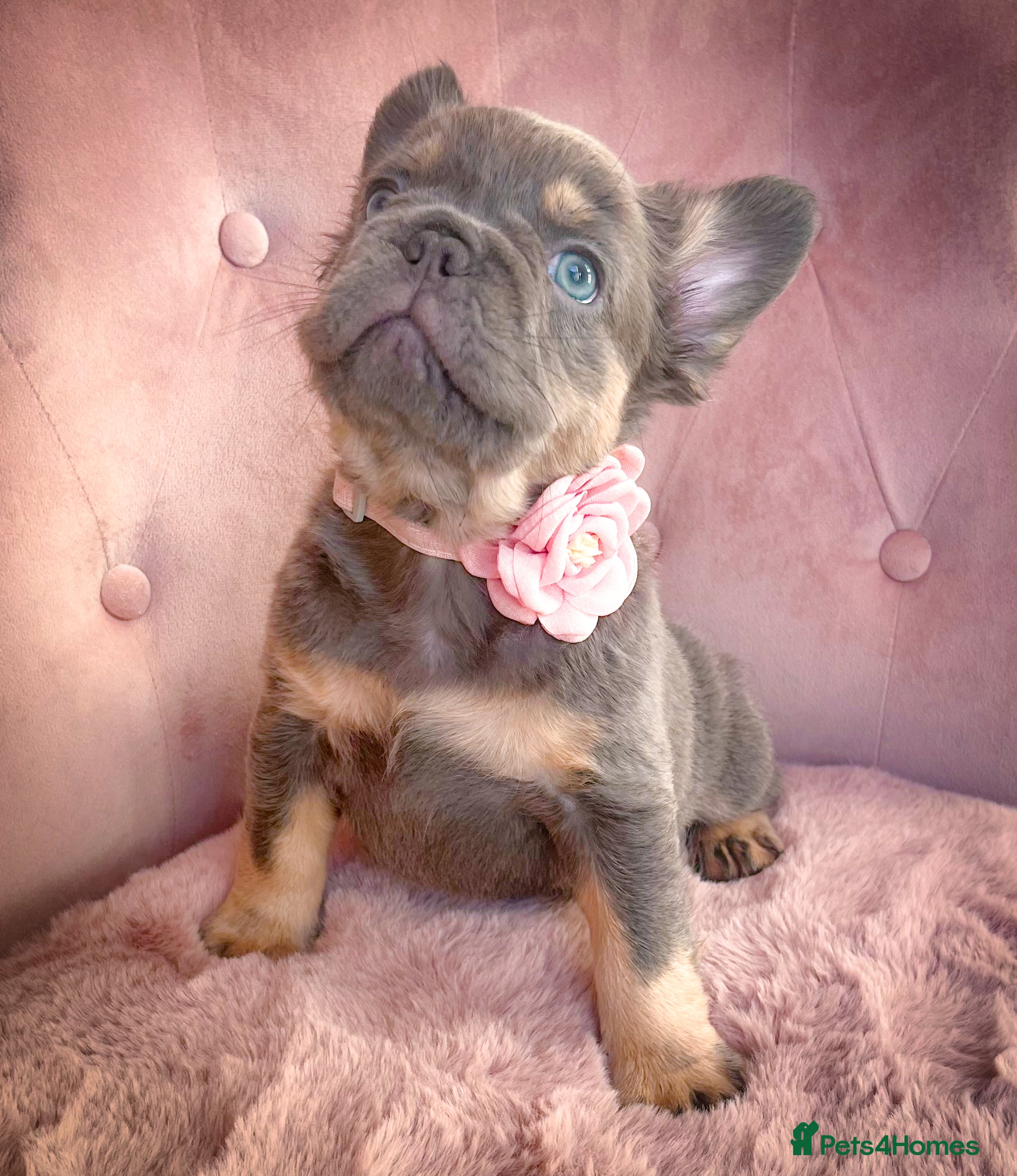 French Bulldog dogs 🌸READY TO GO GIRLS&BOYS🌸 - Advert 5