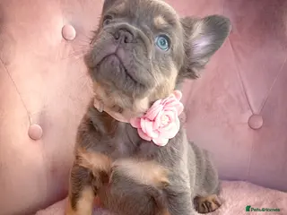 French Bulldog dogs 🌸READY TO GO GIRLS&BOYS🌸 - Advert 6