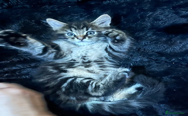 Maine Coon cats - Advert 2