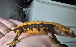 Gecko reptiles for sale: Crested geckos  - Image 10