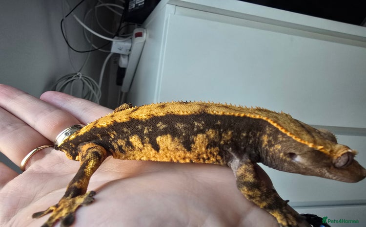 Gecko reptiles - Advert 16